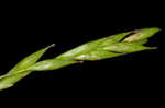 White edge sedge